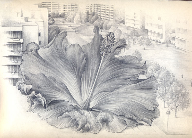 Bleistiftzeichnung einer großen Blüte, im Hintergrund eine Straße mit Hochhäusern