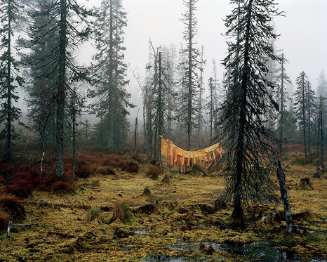 Foto einer nebeligen Waldlandschaft